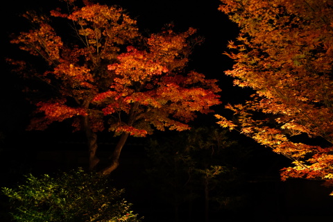 Kyoto1911044.jpg