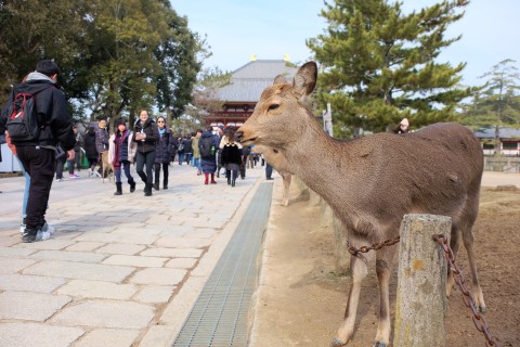 Nara180209.jpg