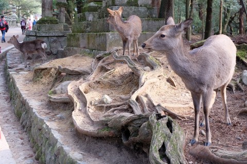 Nara180237.jpg