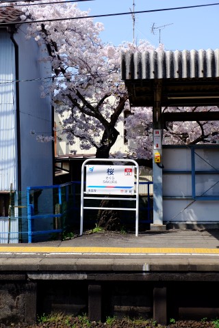 Sakura2018-01.jpg