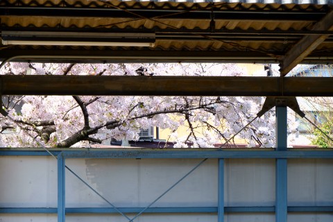 Sakura2018-02.jpg