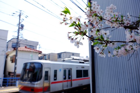 Sakura2018-05.jpg