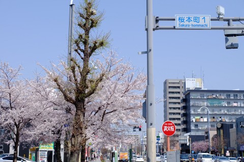 Sakura2018-09.jpg