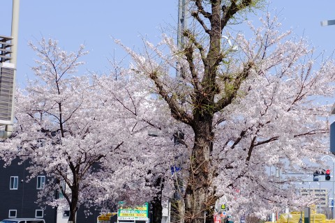 Sakura2018-10.jpg