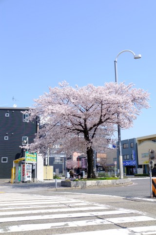 Sakura2018-11.jpg