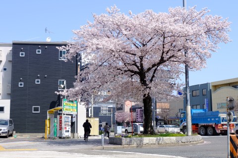 Sakura2018-12.jpg