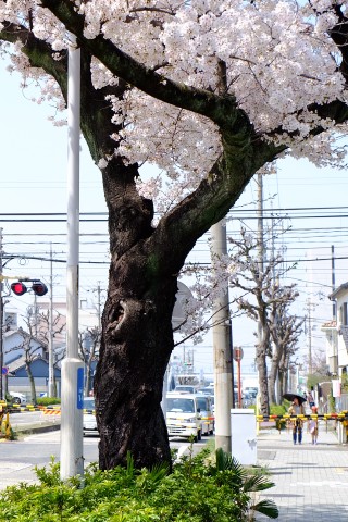 Sakura2018-13.jpg