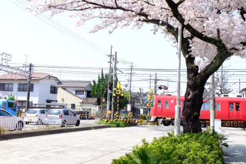 Sakura2018-14.jpg