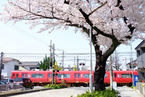 Sakura2018-15.jpg
