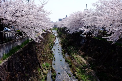 Sakura2018-24.jpg