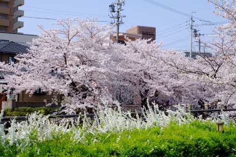 Sakura2018-26.jpg
