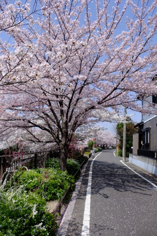 Sakura2018-27.jpg