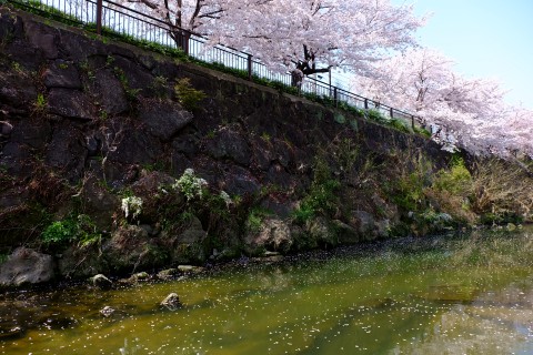 Sakura2018-28.jpg