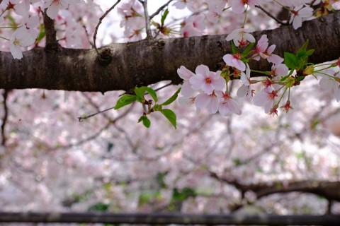 Sakura2018-30.jpg