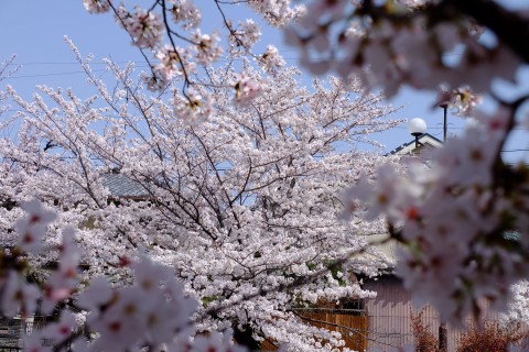 Sakura2018-31.jpg